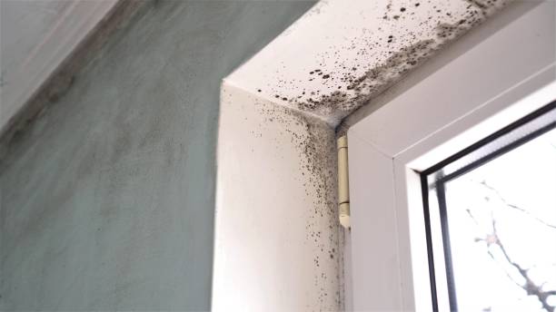 Best Mold Damage Repair  in Riverview, FL