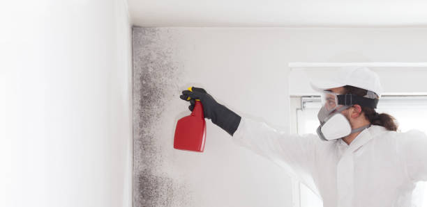 Best Mold Inspection  in Riverview, FL