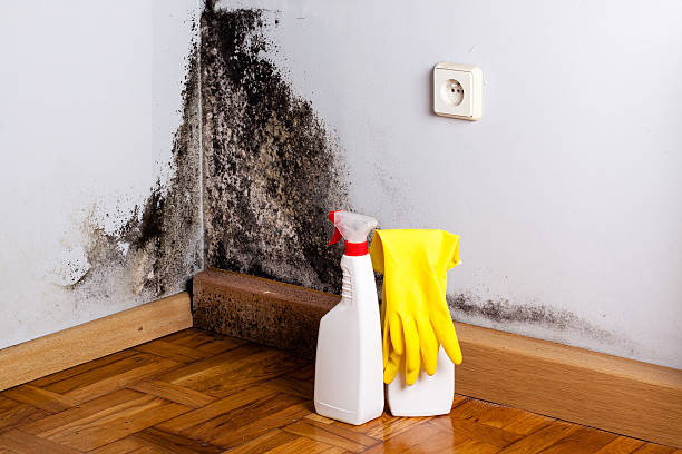 Attic Mold Removal in Riverview, FL